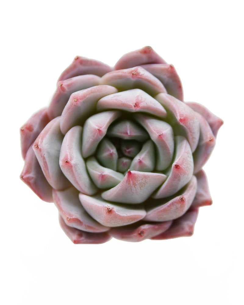 Echeveria Blue Bird