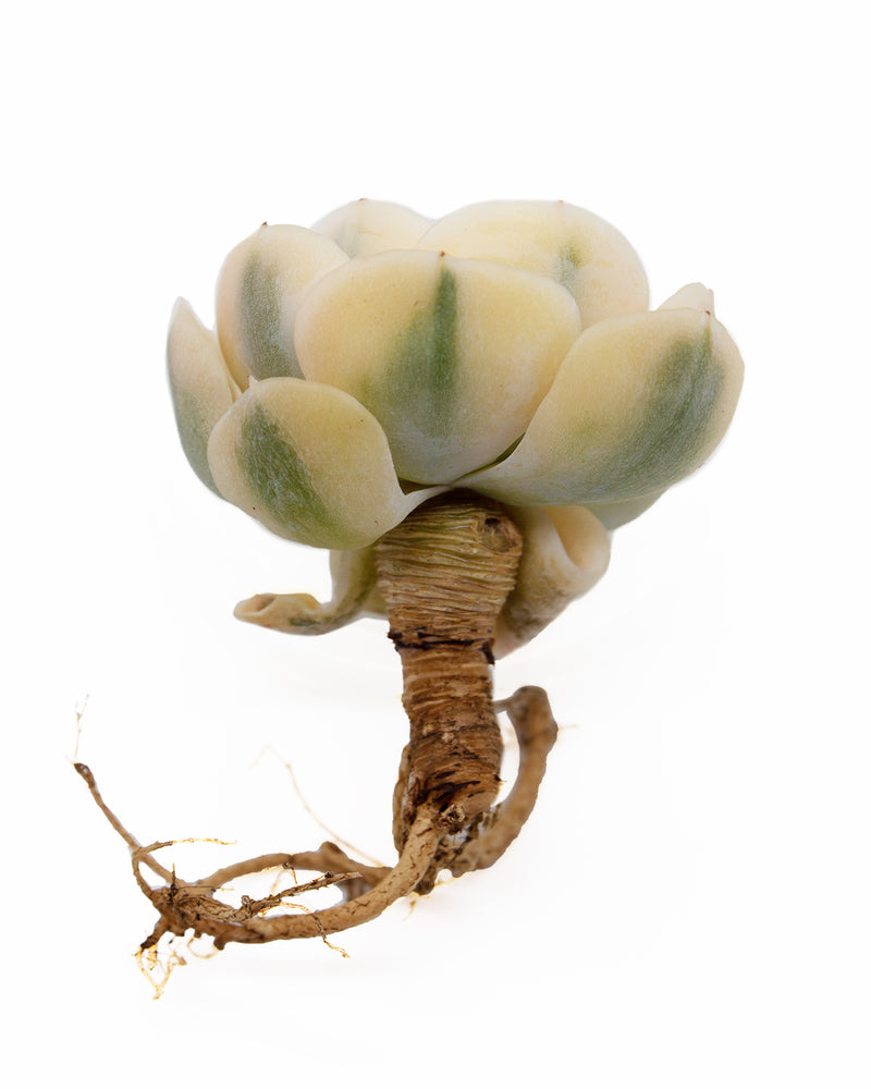 Echeveria Agavoides Akaihosi
