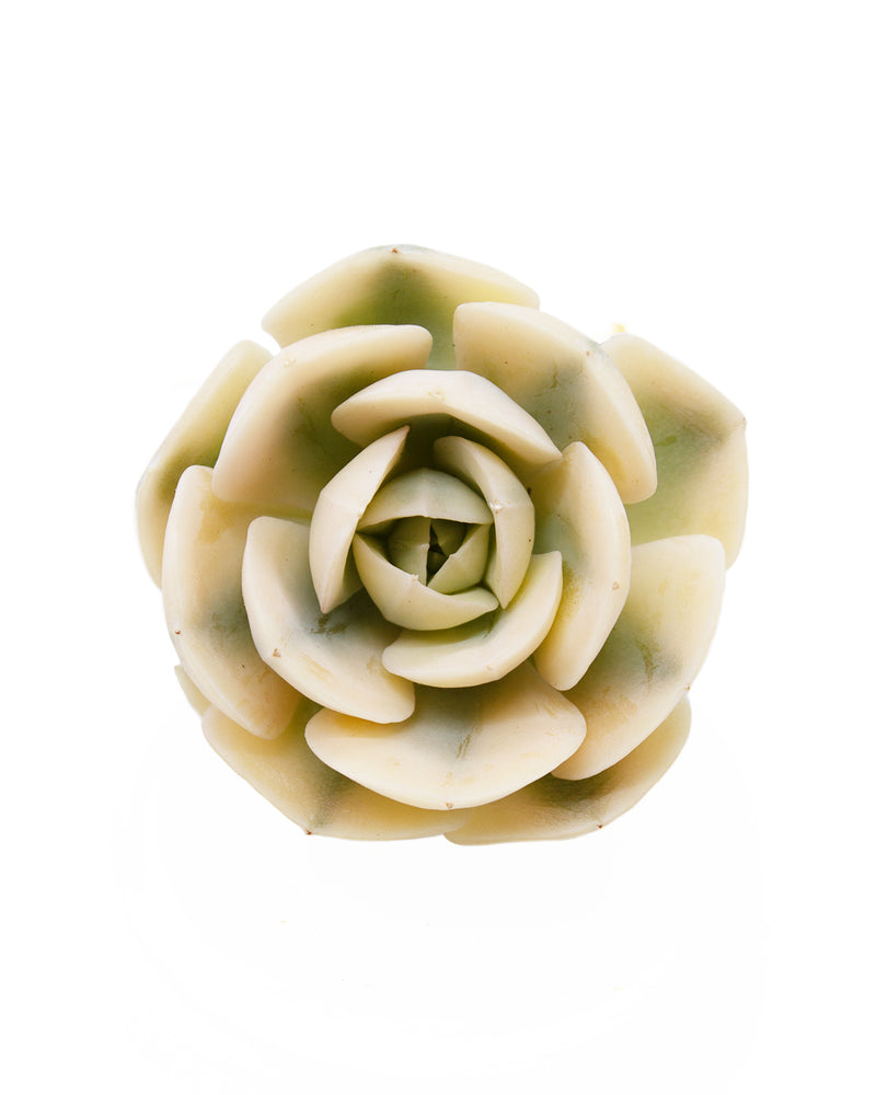 Echeveria Agavoides Akaihosi