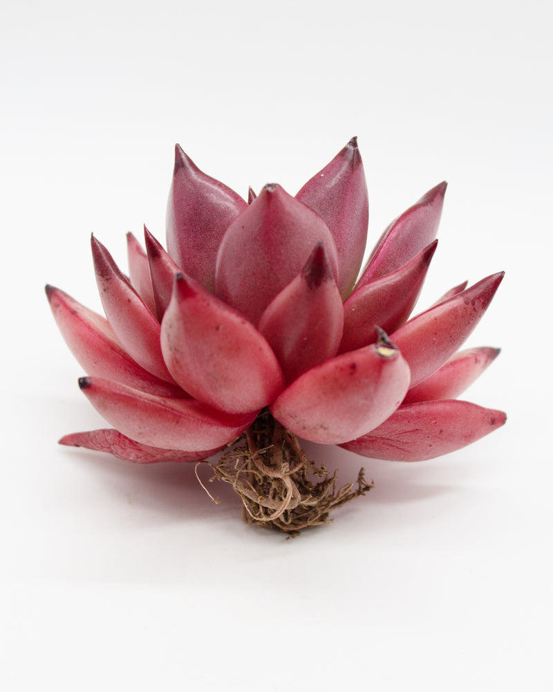 Echeveria Agavoides Ebony Red