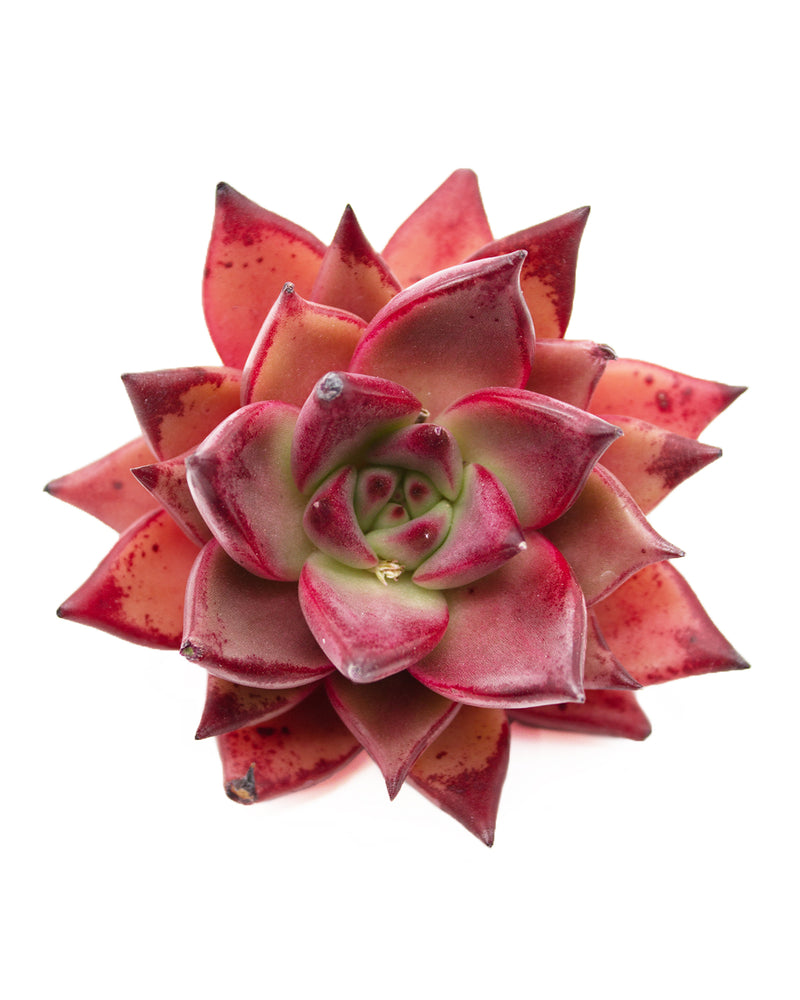 Echeveria Agavoides Ebony Red