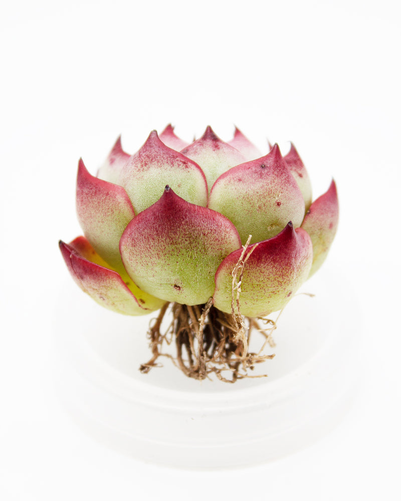 Echeveria Amore