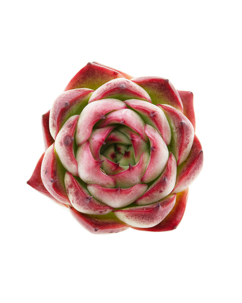 Echeveria Amore