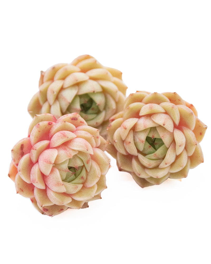 Echeveria Ben Badis