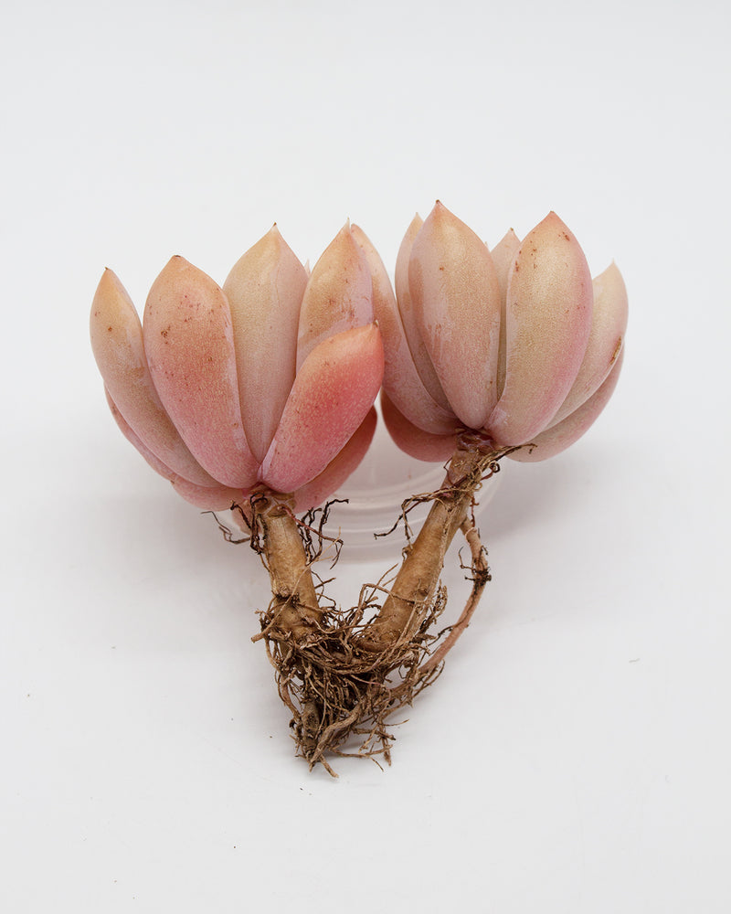 Echeveria Birdoza/Briddoza