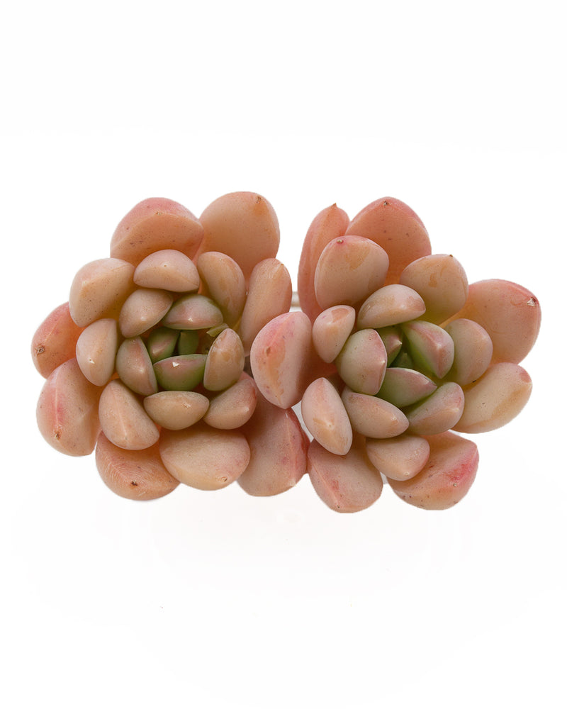 Echeveria Birdoza/Briddoza