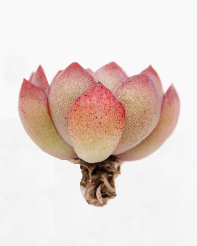 
                
                    Load image into Gallery viewer, Echeveria Brave
                
            