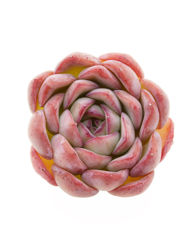 
                
                    Load image into Gallery viewer, Echeveria Brave
                
            
