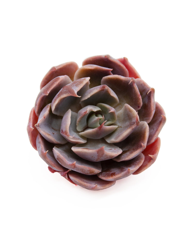 Echeveria Color Liner