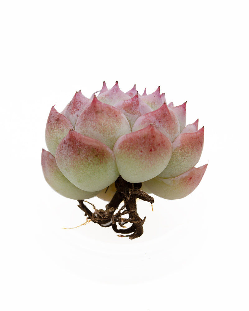 Echeveria Crystal
