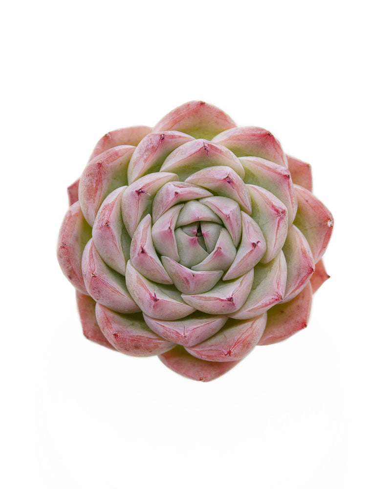 Echeveria Crystal