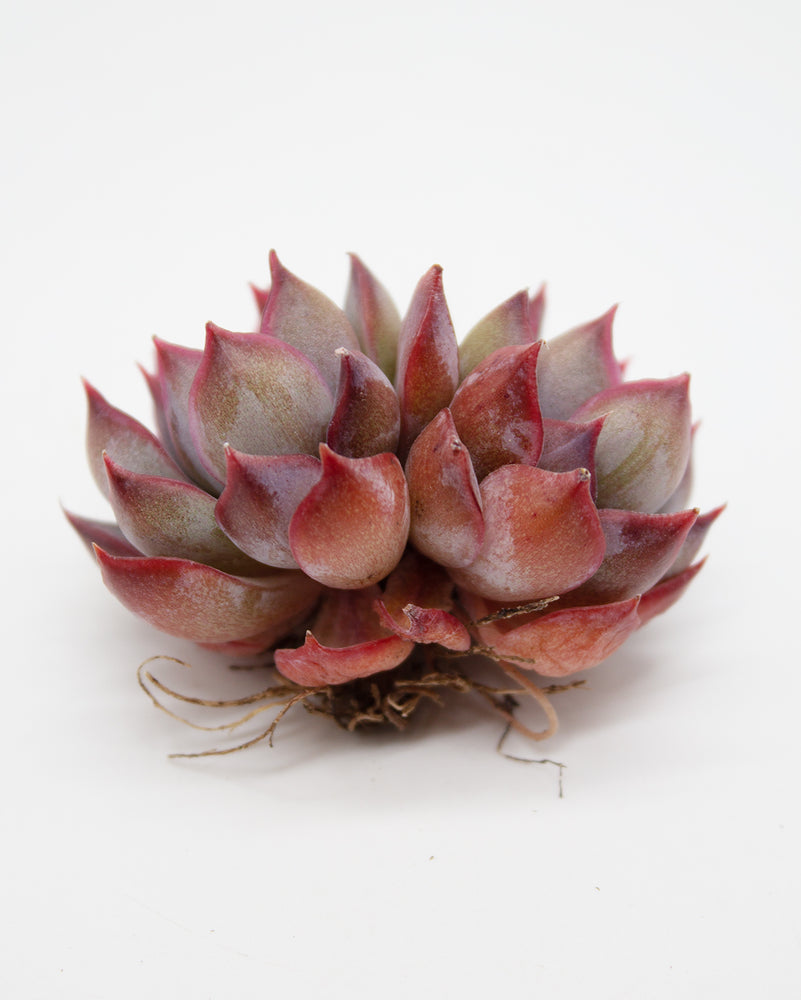 Echeveria Dark Ice