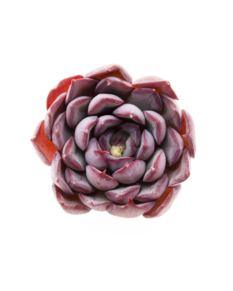 Echeveria Dark Ice