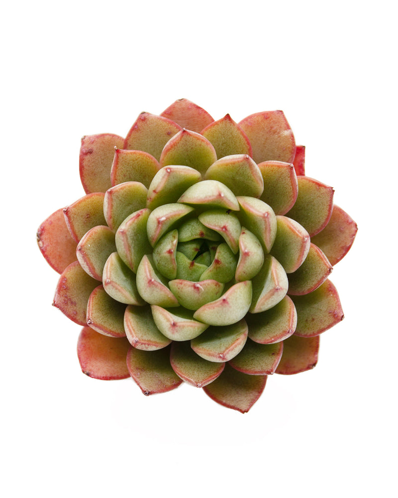 Echeveria Fox Star