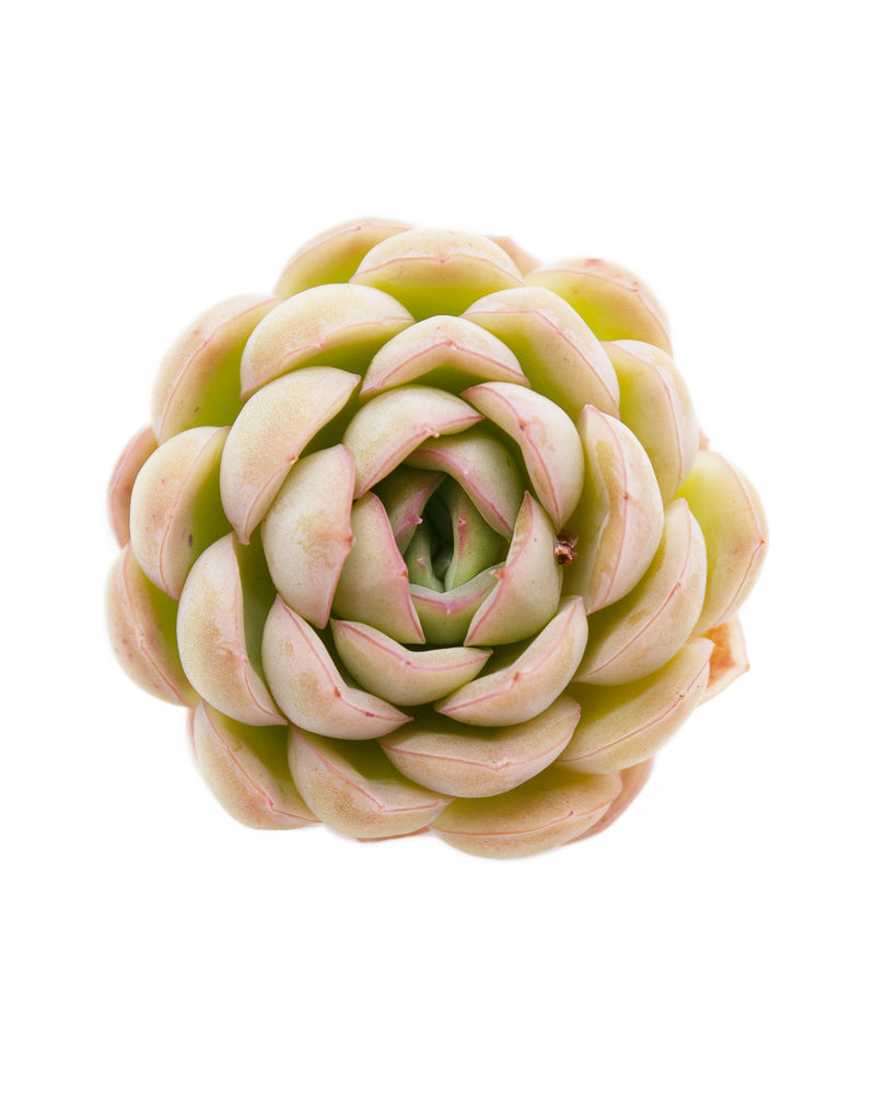 Echeveria Hanatsukiyo
