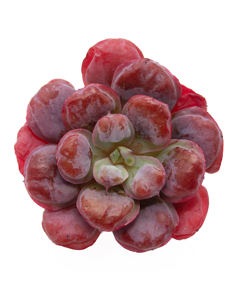 Echeveria Heart Delight
