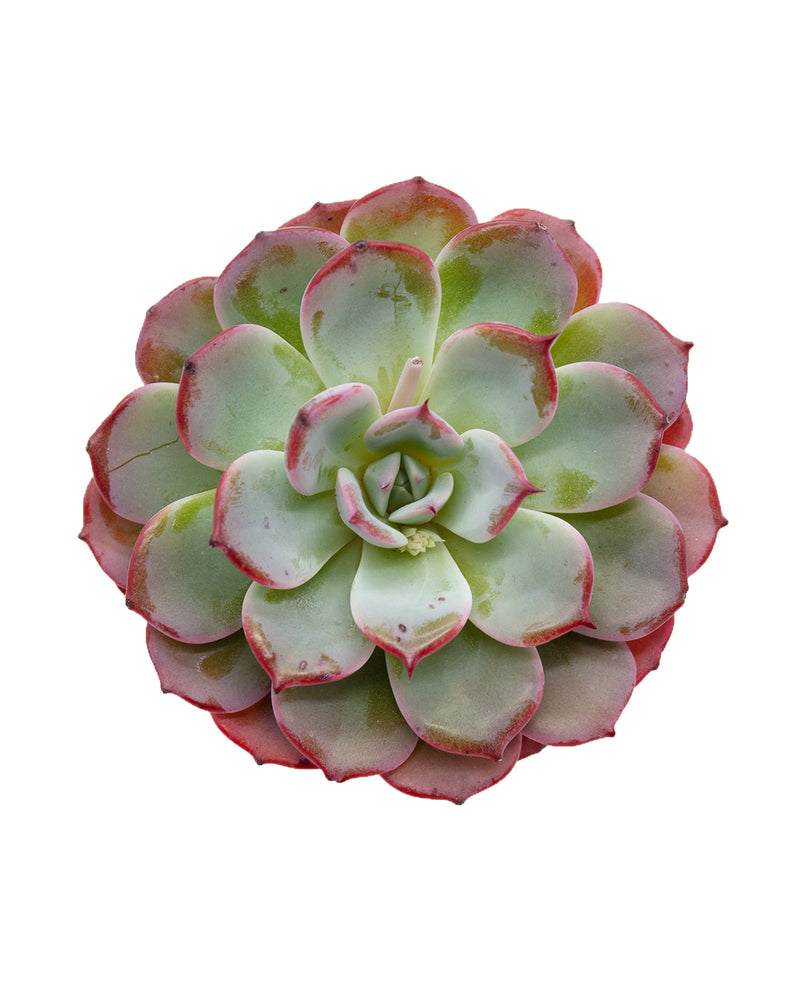 Echeveria Laulensis