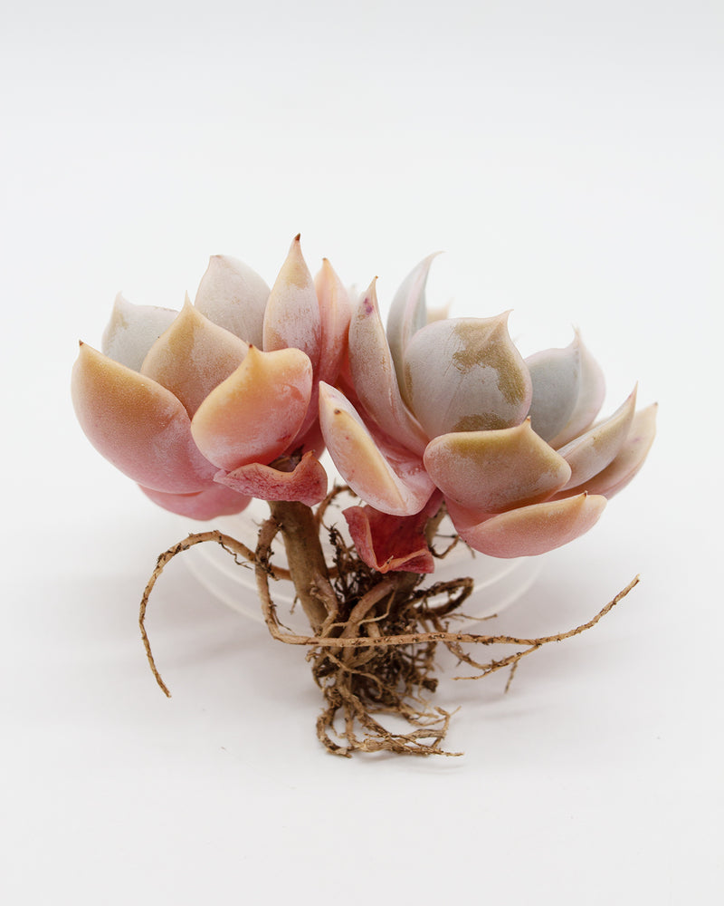Echeveria Marilyn