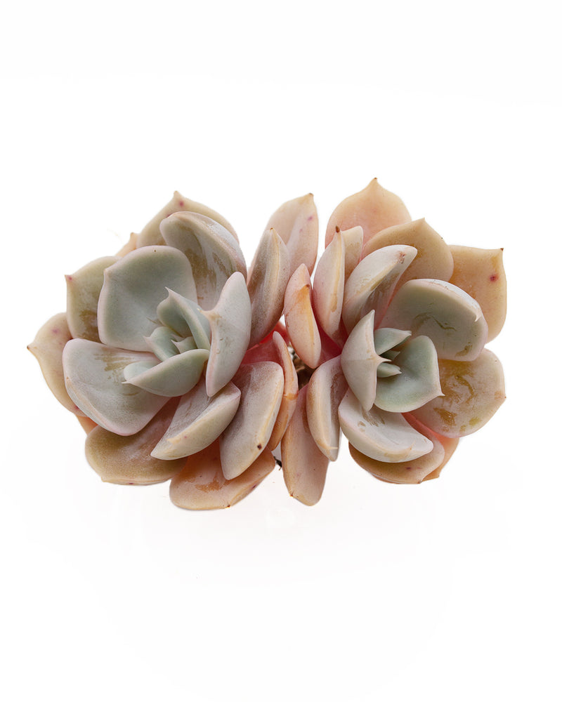 Echeveria Marilyn