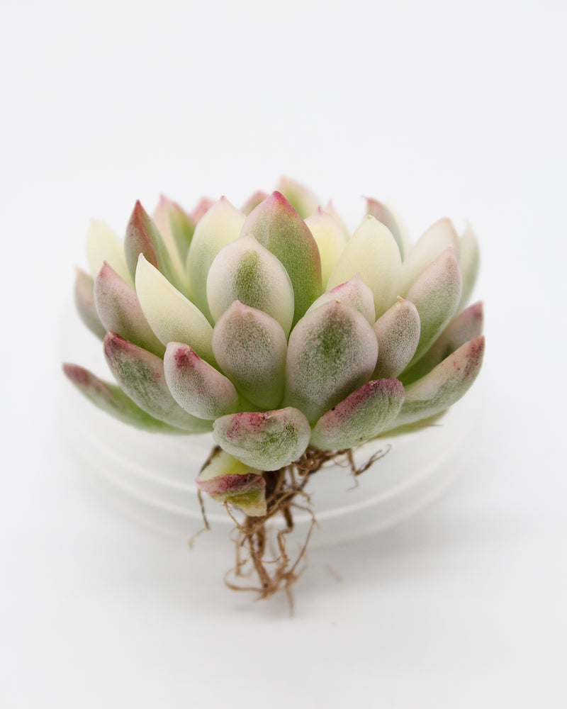 Echeveria Mebina Variegated