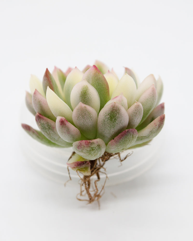 
                
                    Load image into Gallery viewer, Echeveria Mebina Variegated
                
            