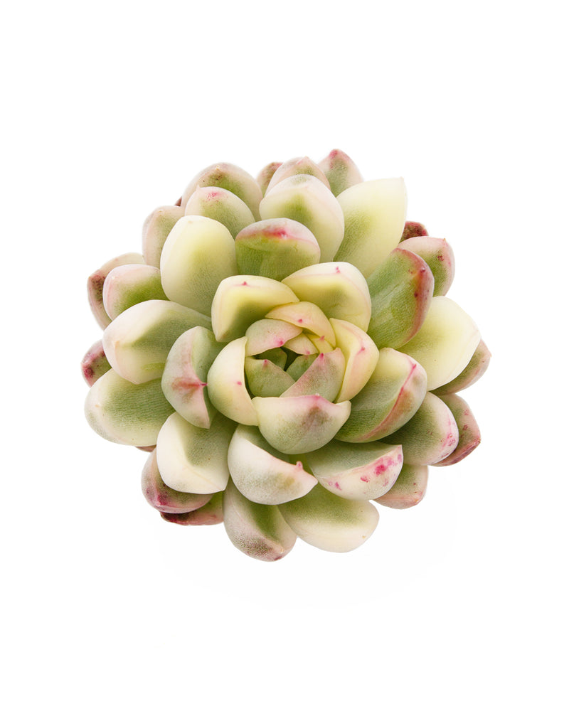 
                
                    Load image into Gallery viewer, Echeveria Mebina Variegated
                
            