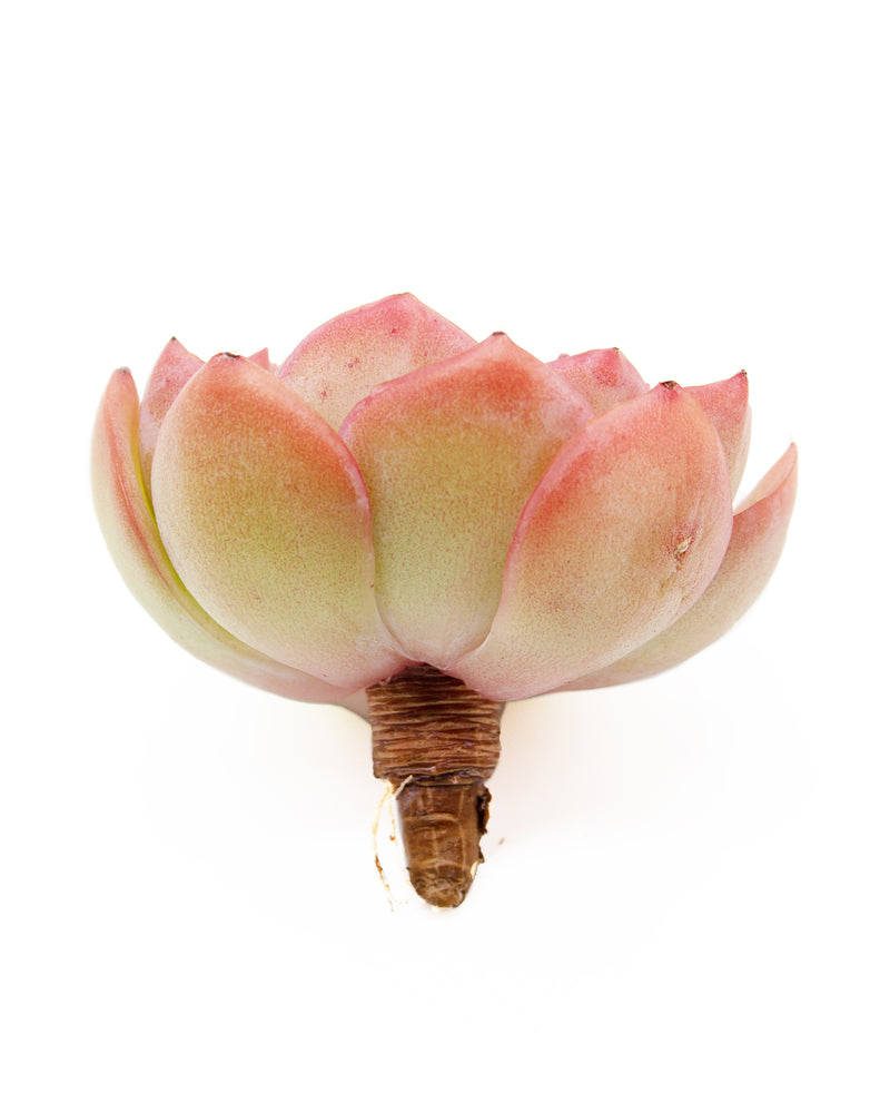 Echeveria Morning Dew
