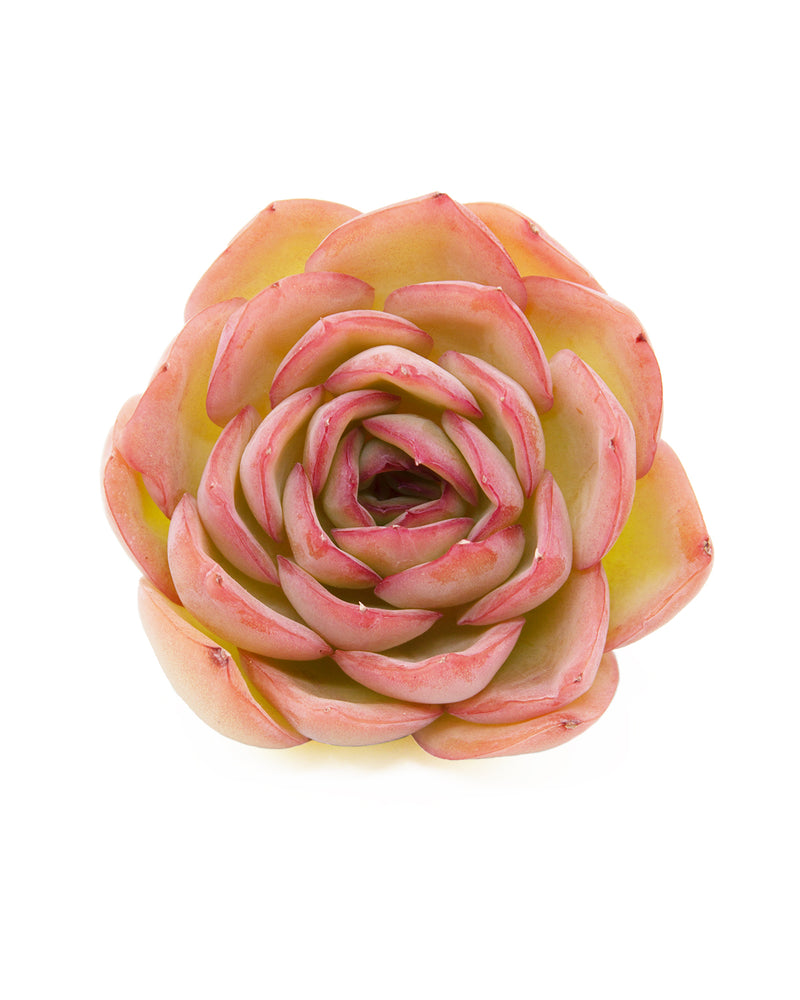 Echeveria Morning Dew