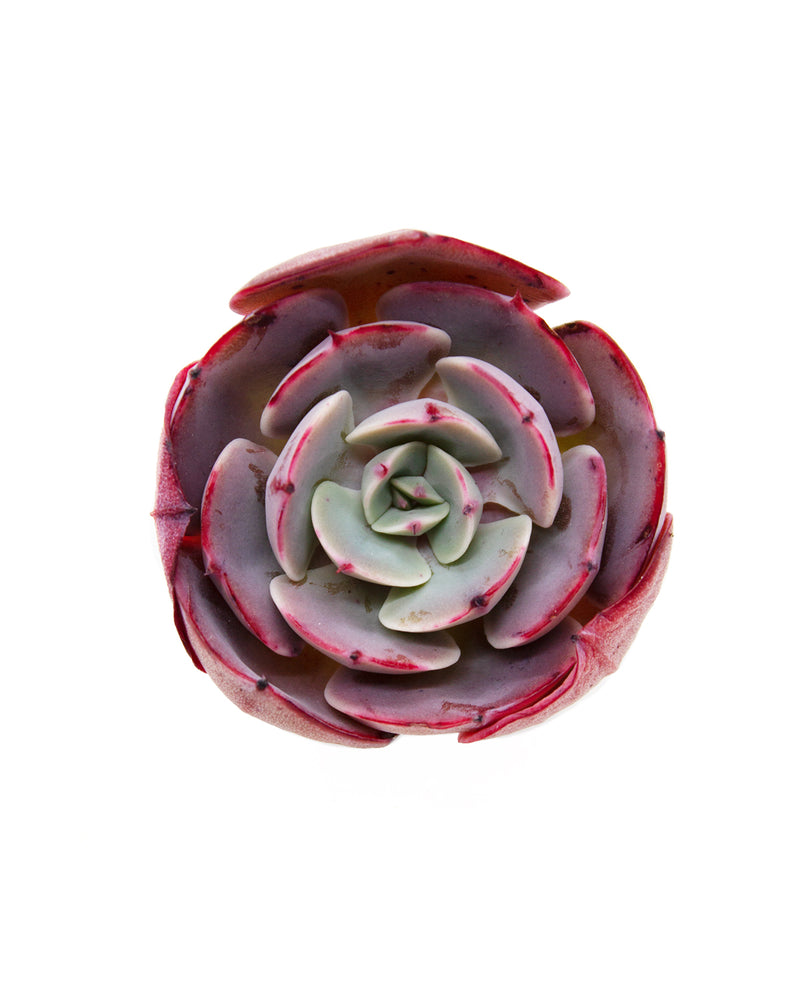 Echeveria Musely