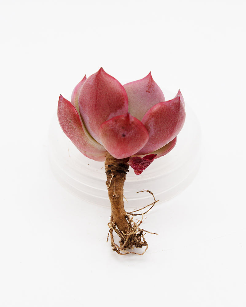 Echeveria Patricia/Petrishia