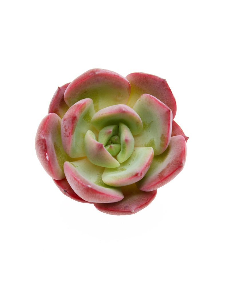 Echeveria Patricia/Petrishia