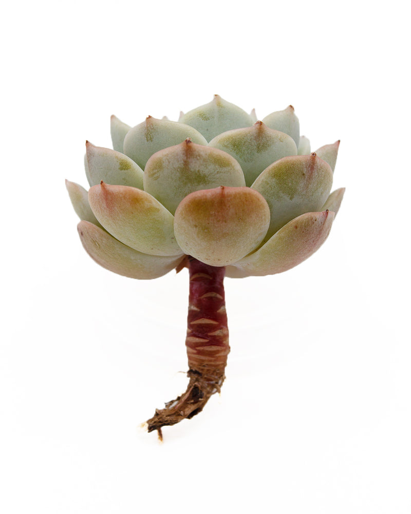 Echeveria Peacockckii Bluete