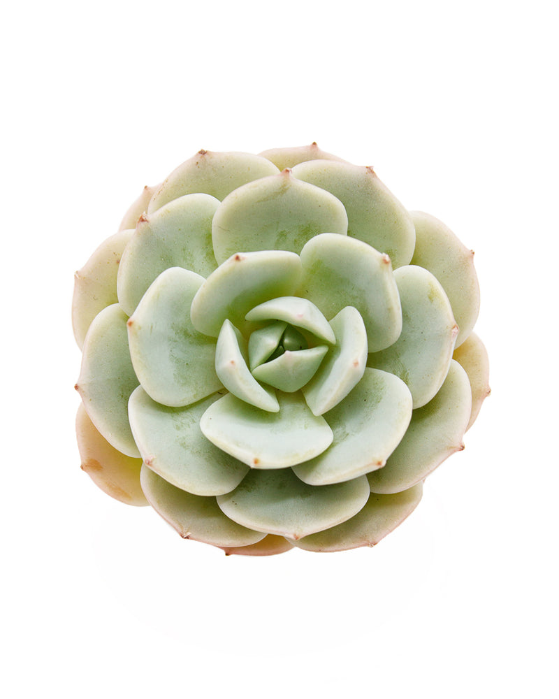 Echeveria Peacockckii Bluete