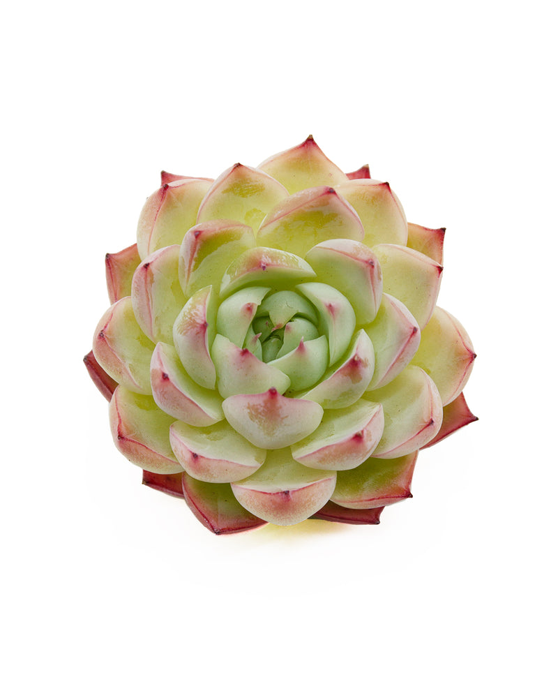 Echeveria Pink Crystal
