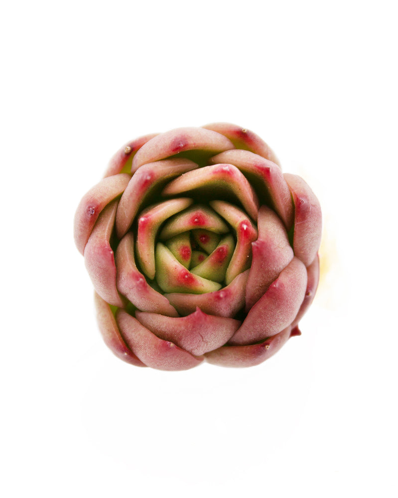 
                
                    Load image into Gallery viewer, Echeveria Red Cone
                
            