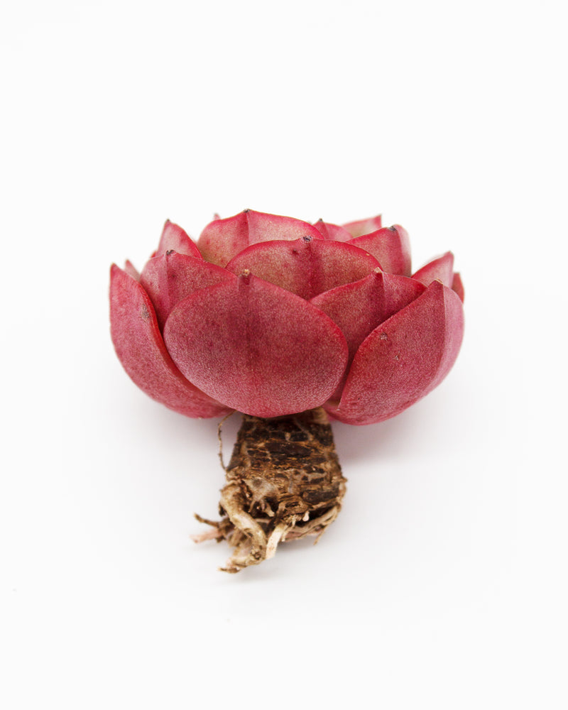 
                
                    Load image into Gallery viewer, Echeveria Red Fantasy
                
            