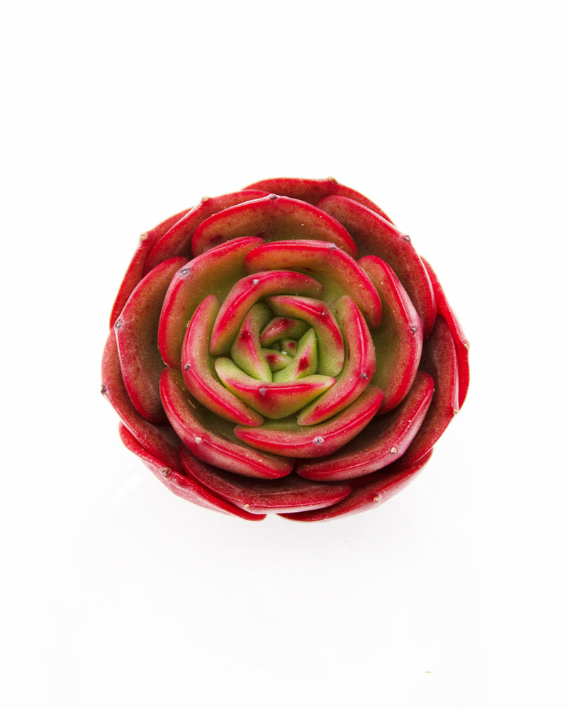 
                
                    Load image into Gallery viewer, Echeveria Red Fantasy
                
            