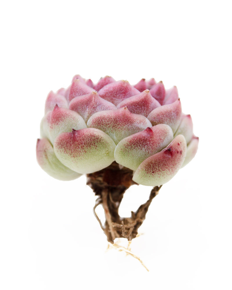 
                
                    Load image into Gallery viewer, Echeveria Red Velvet - One Head
                
            
