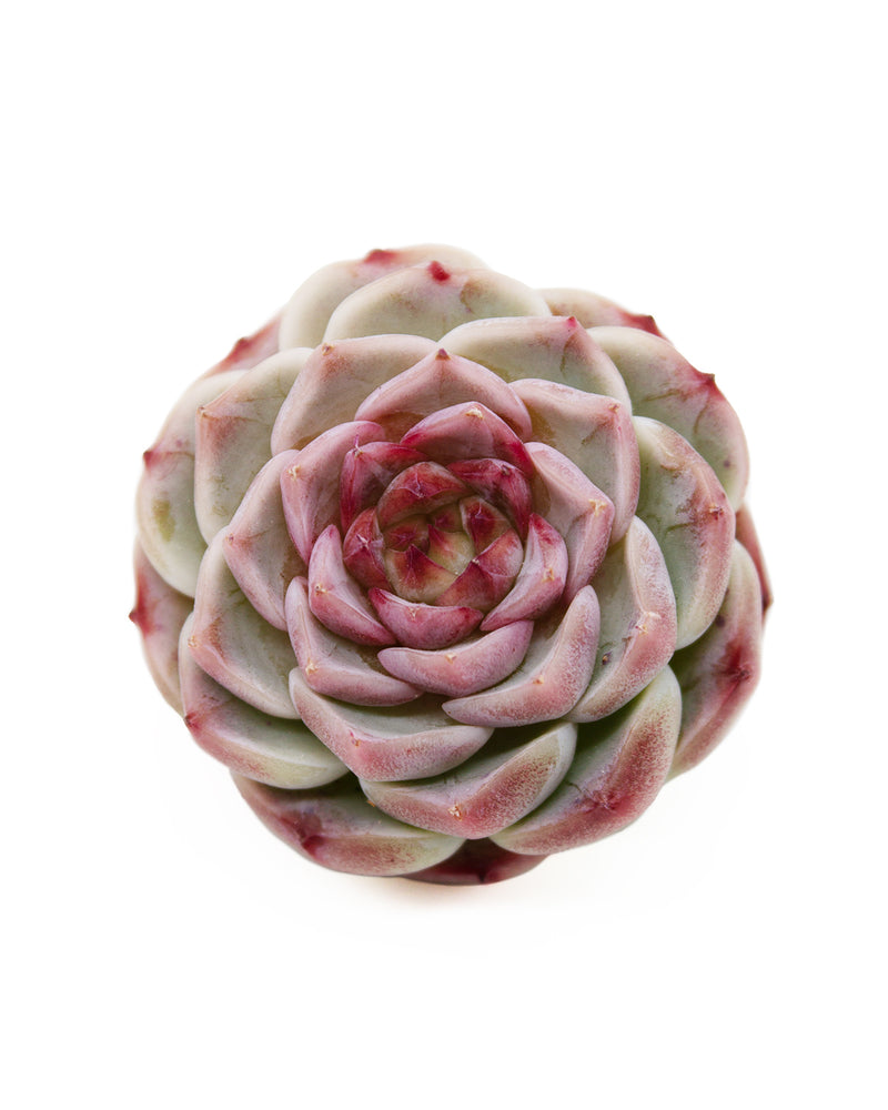 
                
                    Load image into Gallery viewer, Echeveria Red Velvet - One Head
                
            