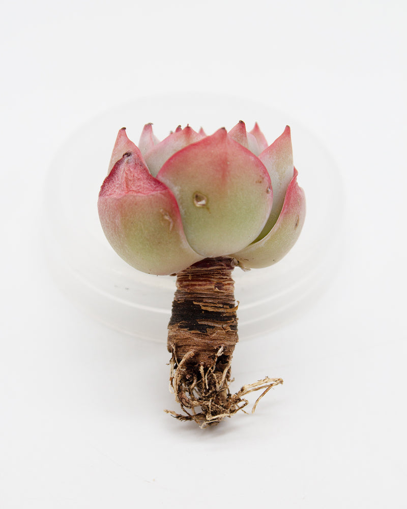 Echeveria Selex