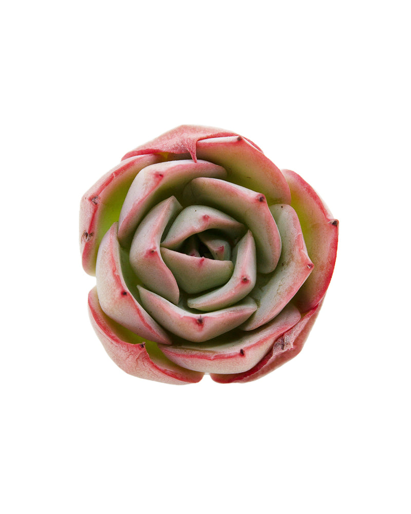 Echeveria Selex