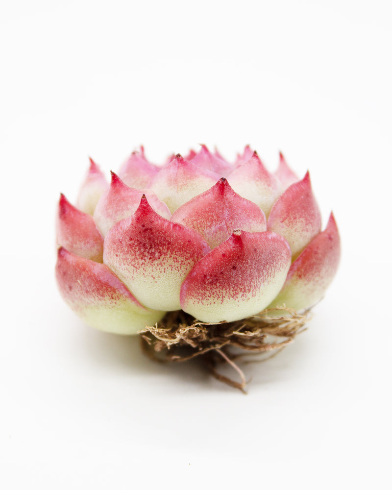 Echeveria Silhouette
