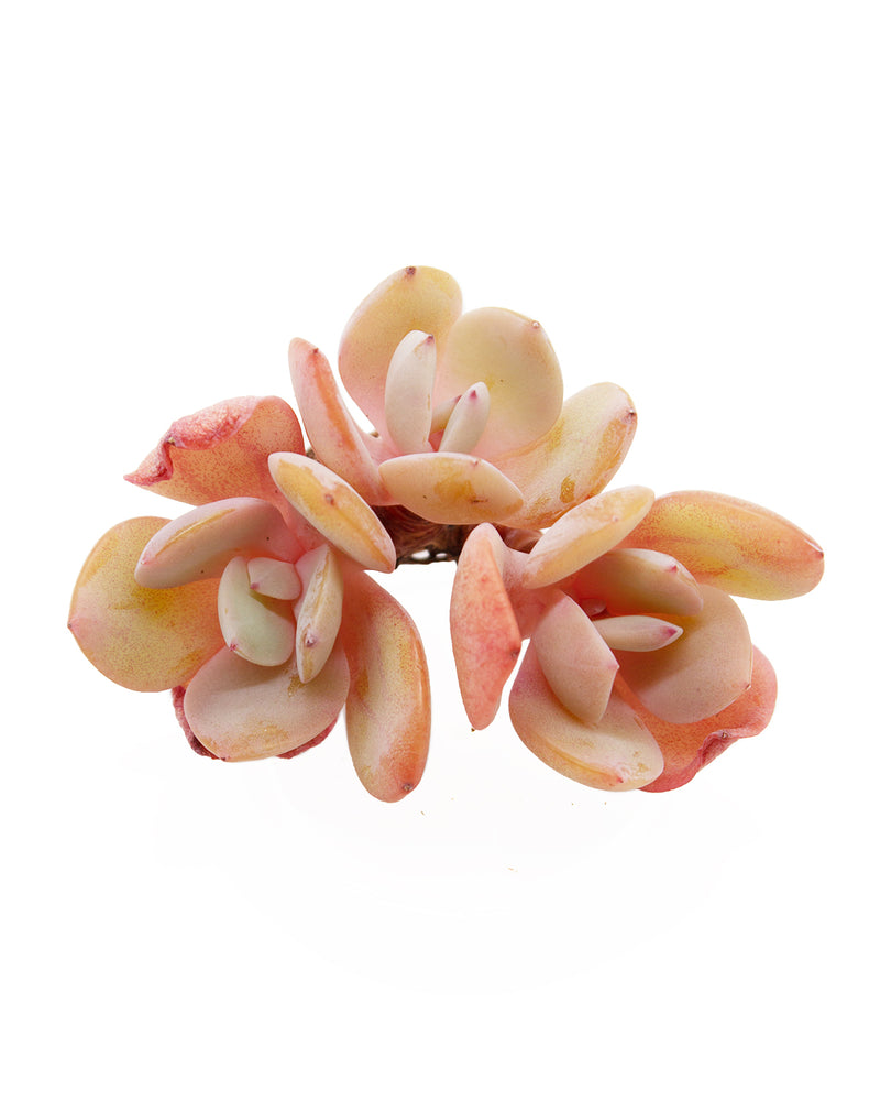 Echeveria cv Hakuhou