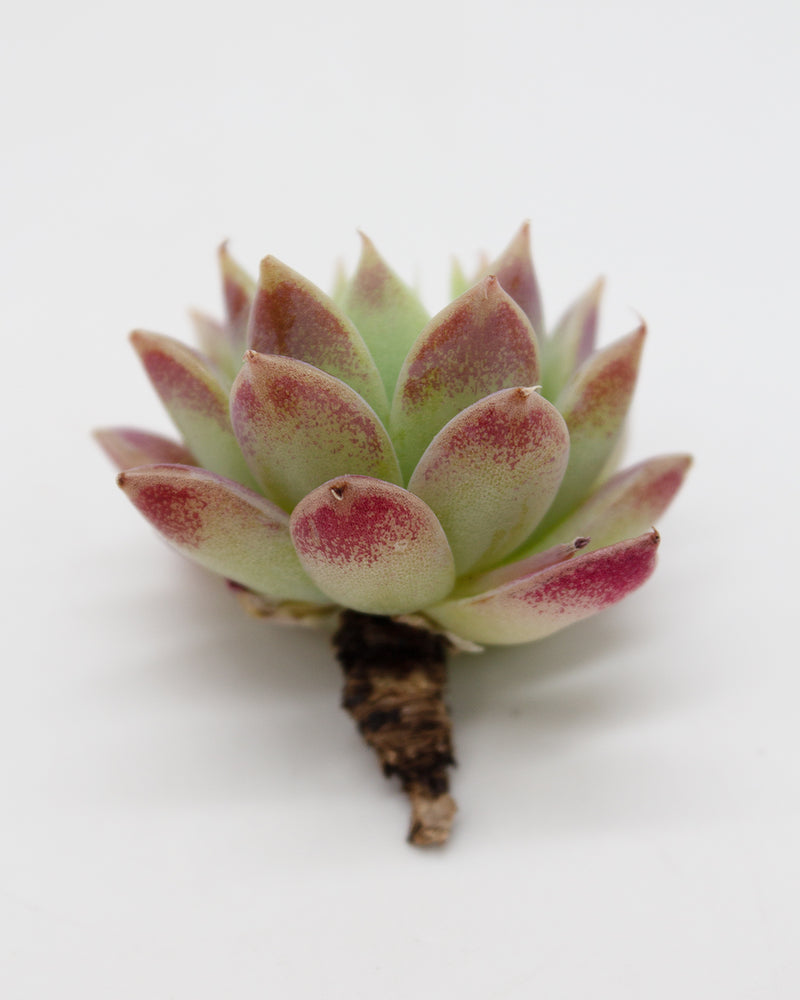 
                
                    Load image into Gallery viewer, Echeveria Macdougallii
                
            