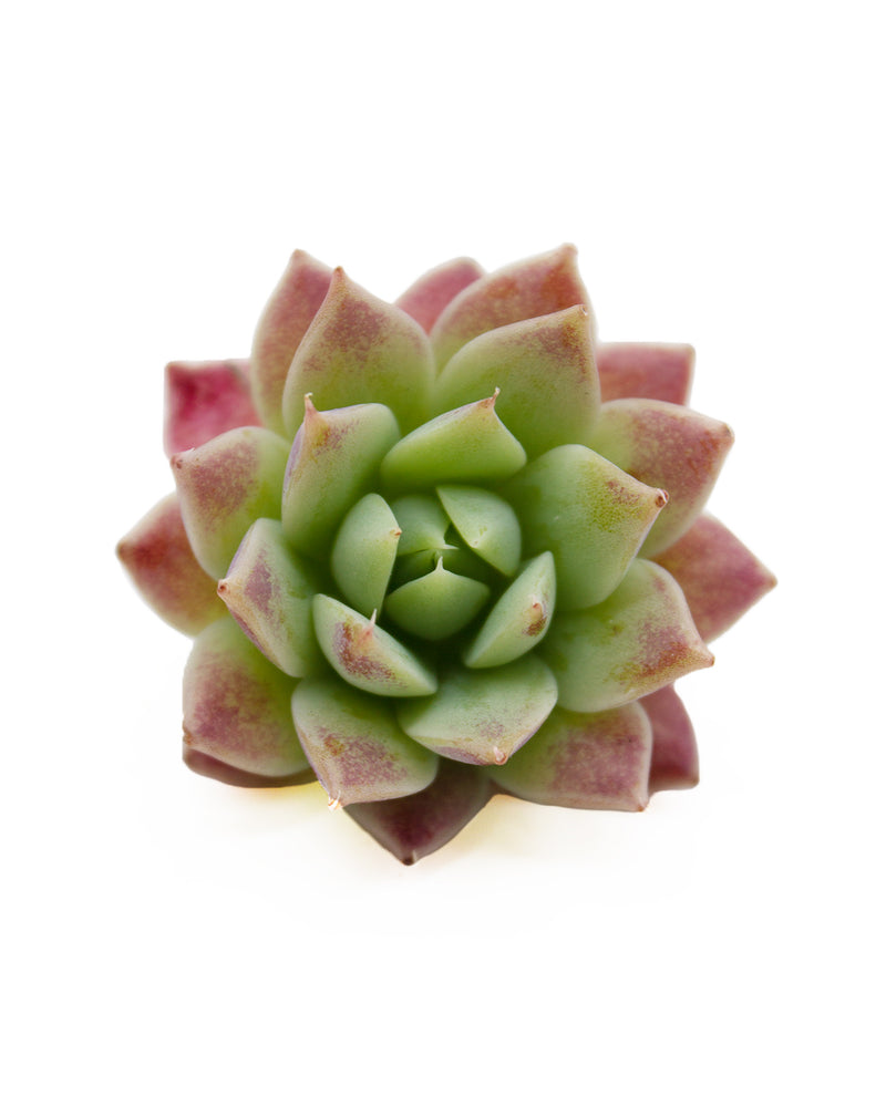 Echeveria Macdougallii