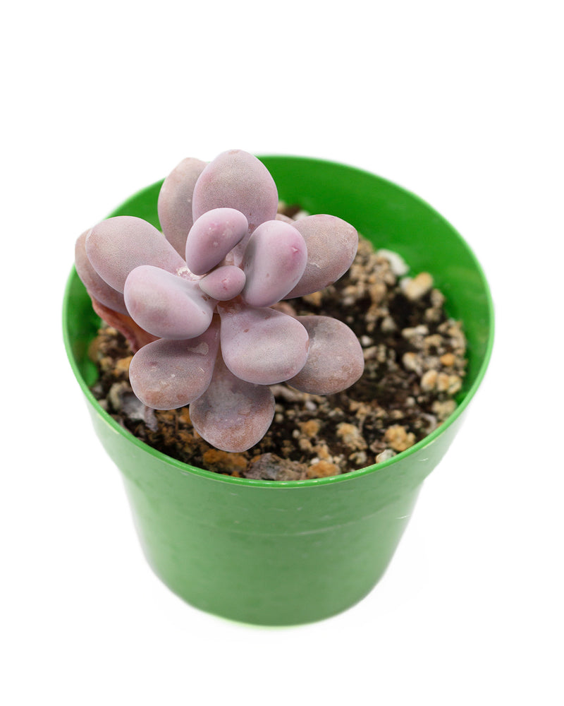 Graptopetalum Amethystinum