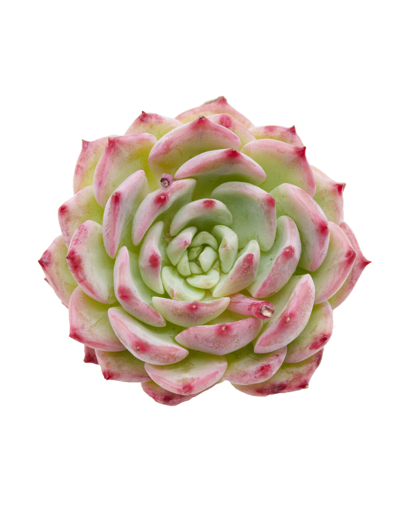 
                
                    Load image into Gallery viewer, Echeveria Agavoides Maria
                
            