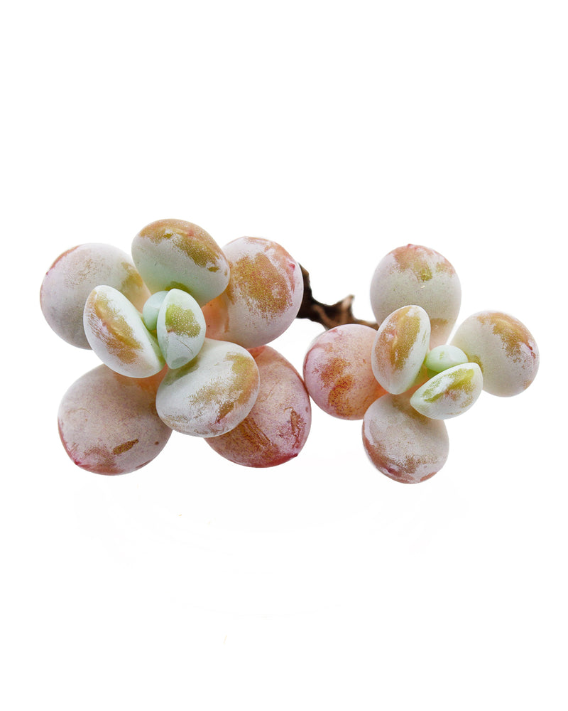 
                
                    Load image into Gallery viewer, Pachyphytum Cuicatecanum
                
            