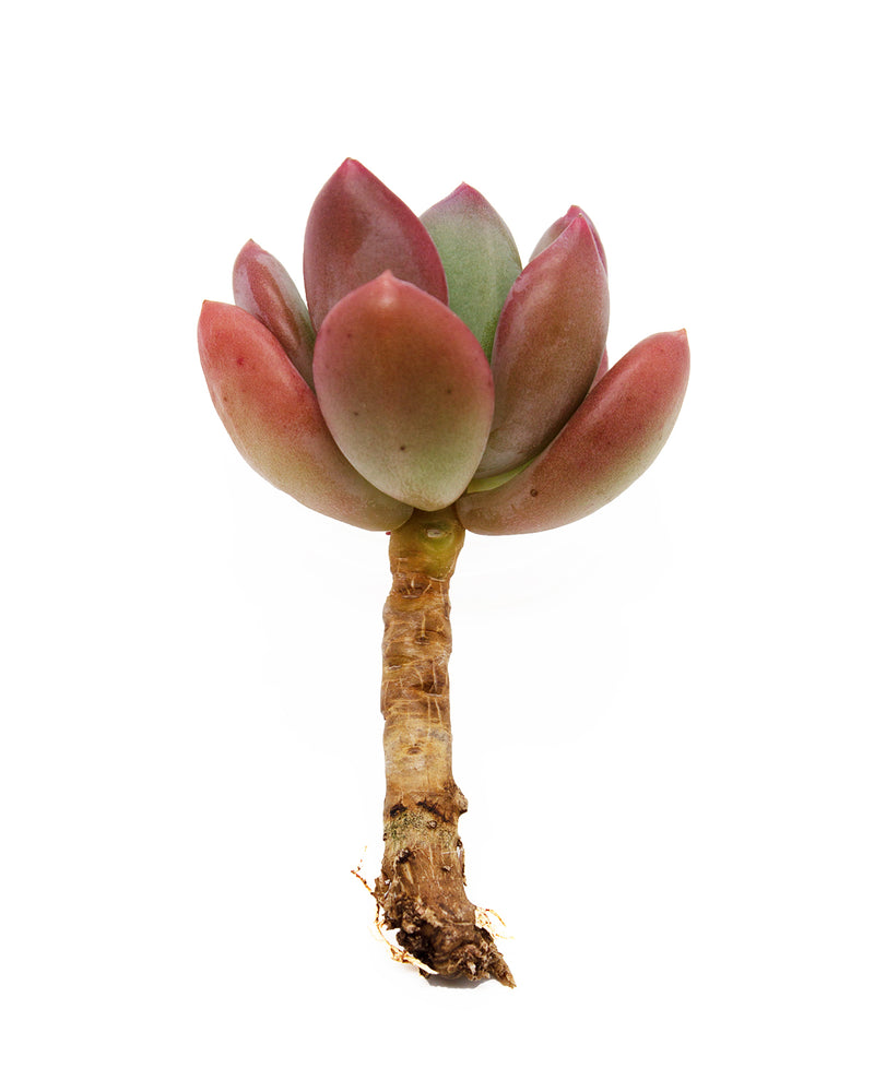 Pachyphytum Doctor Cornelius