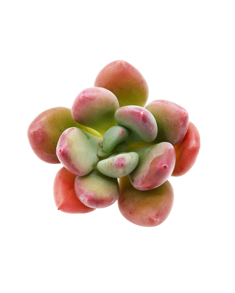 Pachyphytum Doctor Cornelius